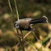 Fantail