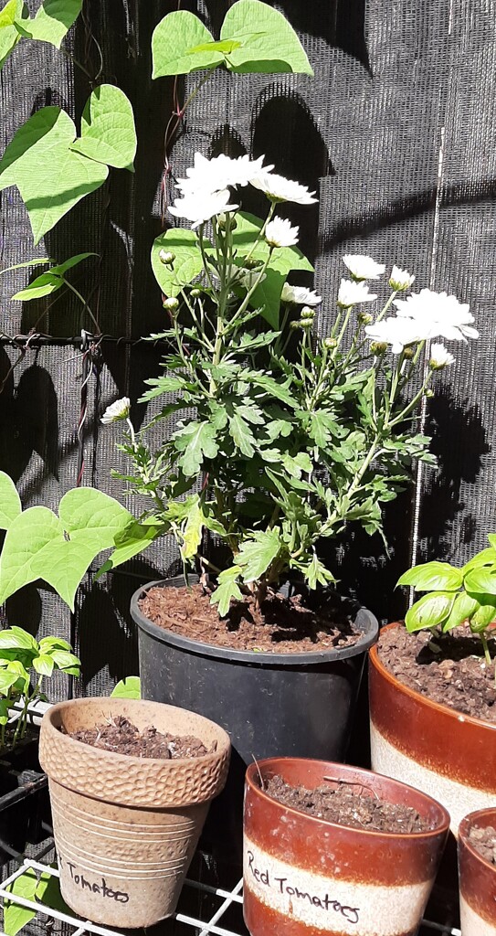 Mums  by mozette