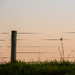 Post and Plant