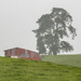 Barn and Tree