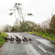 10th May 2025 - Blocking Half the Road