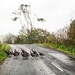 Blocking Half the Road