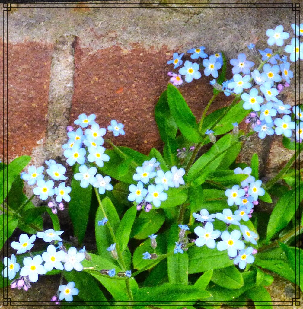 Forget-me-not by beryl