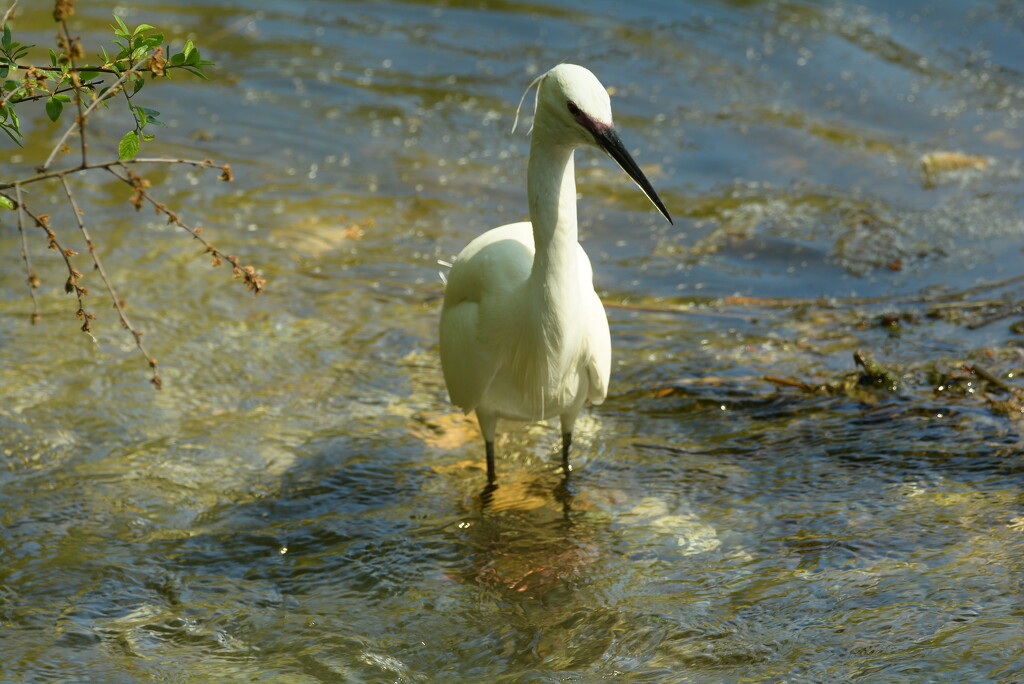 Egret~~~ by ziggy77