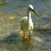 Egret~~~ by ziggy77