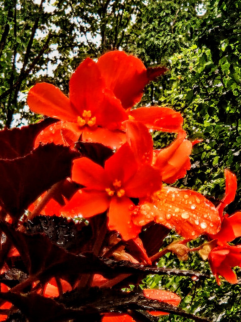 Begonia in the Rain by alyclark