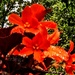 Begonia in the Rain