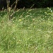 Tall wild grasses for No Mow May...