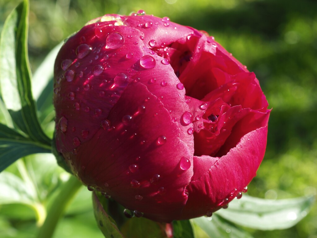 Peony by monikozi