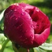 Peony