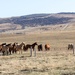 Home, Home on the Range