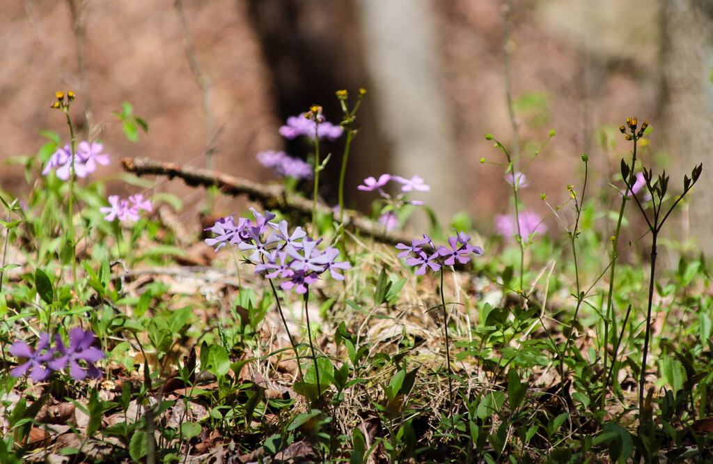 Little flowers by mittens