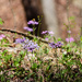 Little flowers