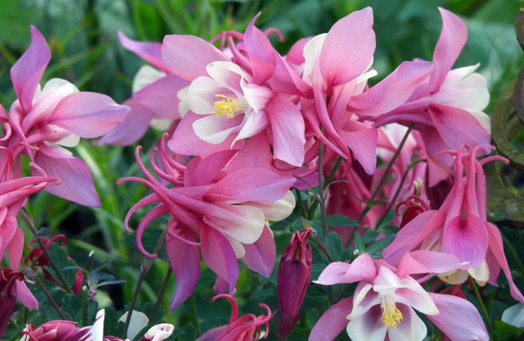 Rosy-Pink Shades by seattlite