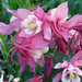 Rosy-Pink Shades