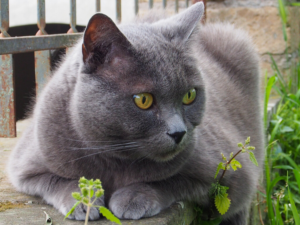 Cucciolo - in the garden by matsonnestam