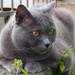 Cucciolo - in the garden