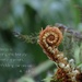 WSL-12 by kametty