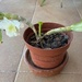 Baby dendrobium orchid