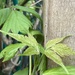 Half Greenery, Half Wooden Post