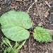 I Still Have Rhubarb!