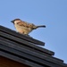 Sparrow On A Rooftop