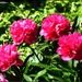 Peonies