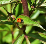 9th May 2025 - Ladybug...