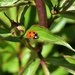 Ladybug...