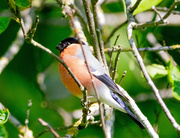 9th May 2025 - Bullfinch