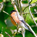 Bullfinch