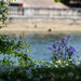 Bankside foliage