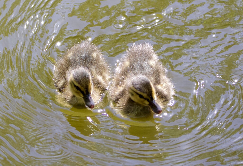 Ducklings  by lifeat60degrees