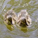 Ducklings 