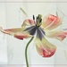 One Final Tulip Shot