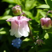  Aquilegia