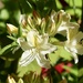 Azalea