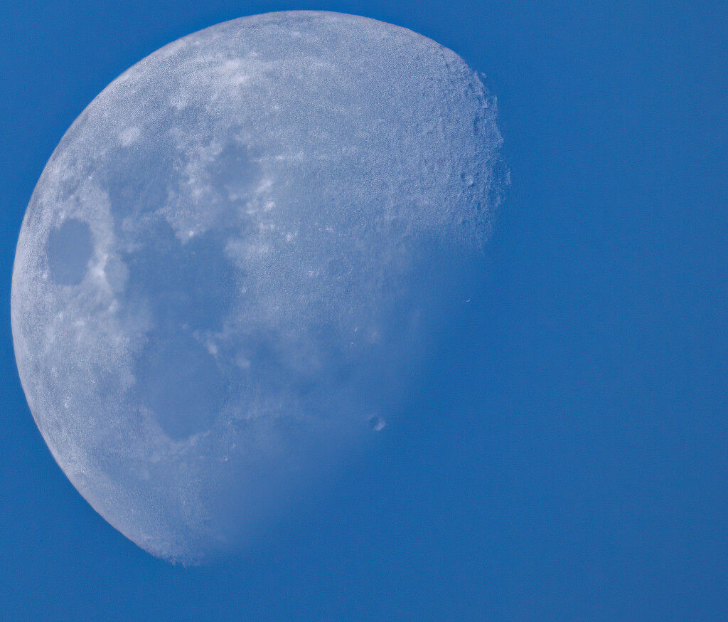 half a moon by koalagardens