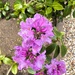 Flowers at last! 