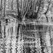Tree trunks and rippled reflections