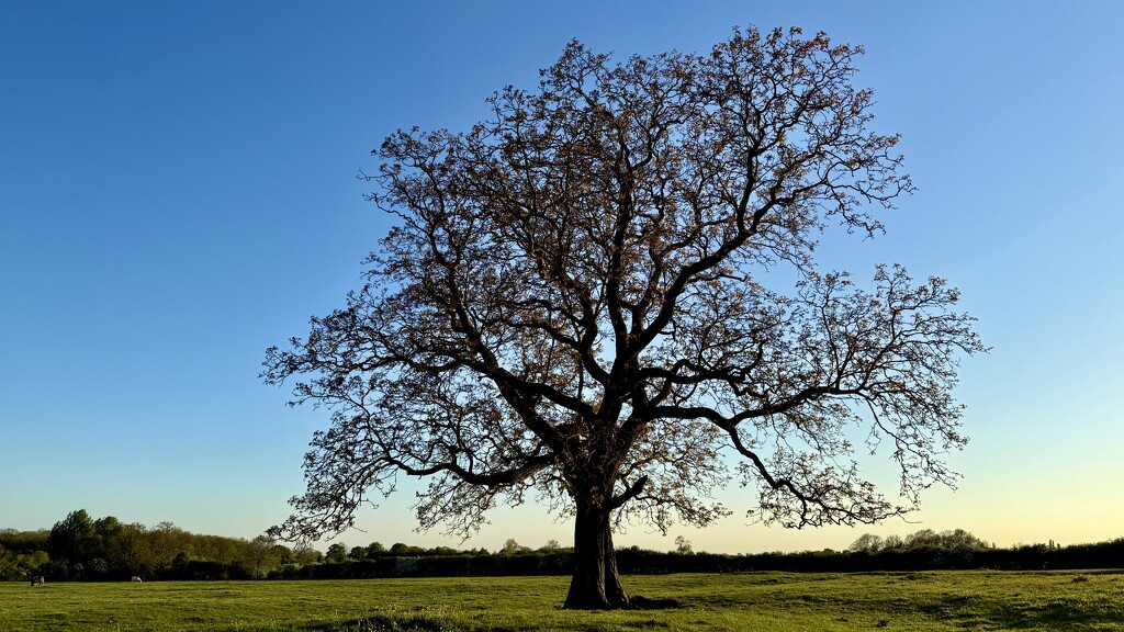 My Tree by carole_sandford