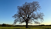 9th May 2025 - My Tree
