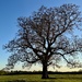 My Tree
