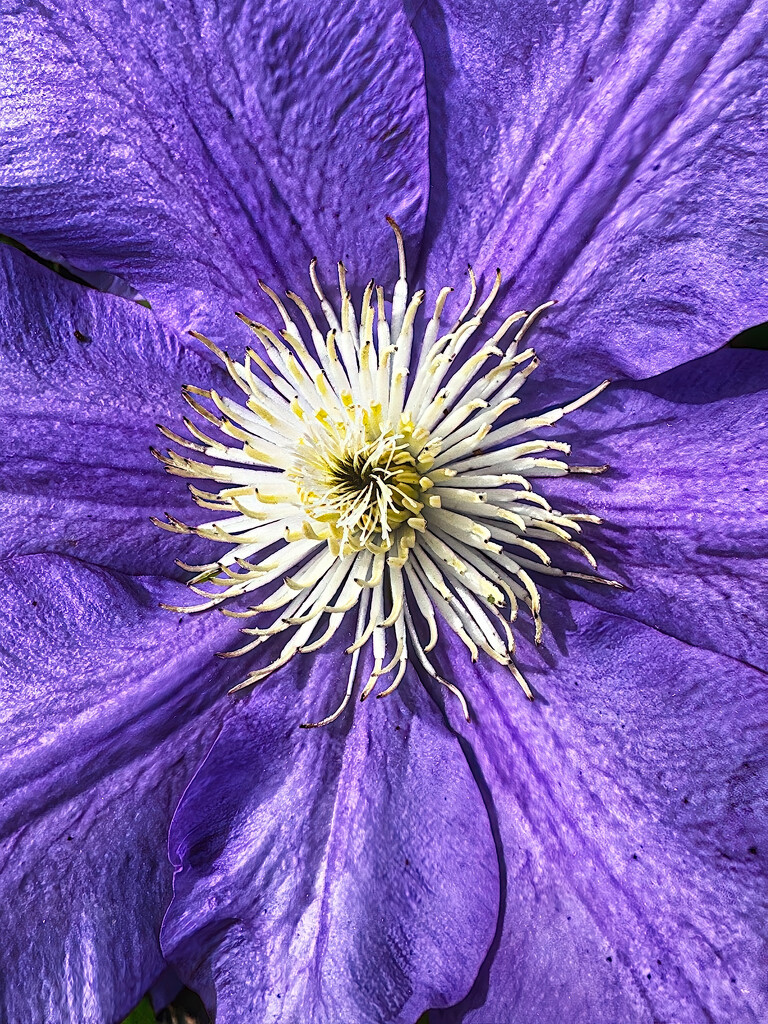 Clematis Closeup by k9photo