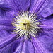 Clematis Closeup
