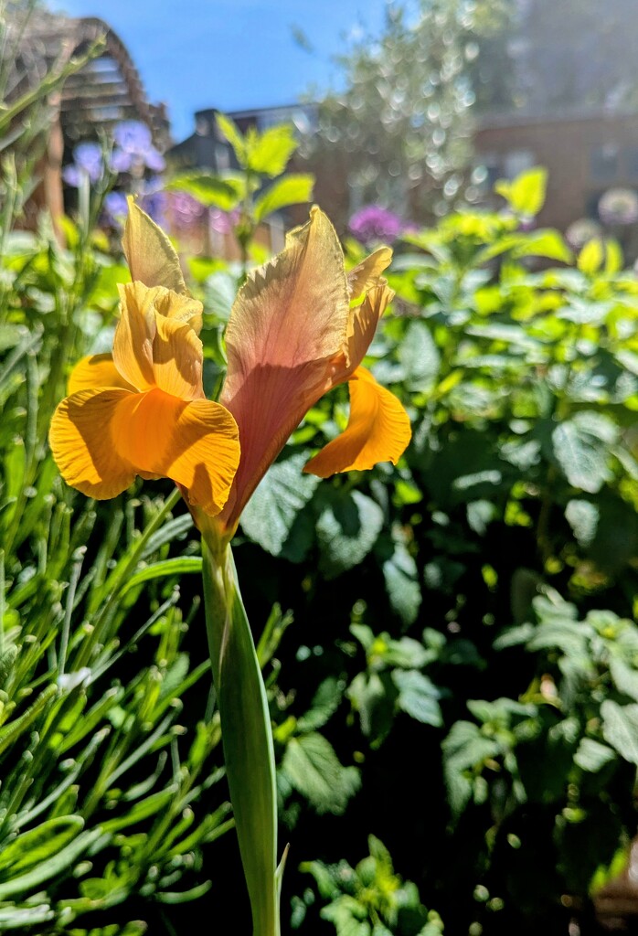 Yellow gold  by boxplayer