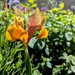 Yellow gold  by boxplayer