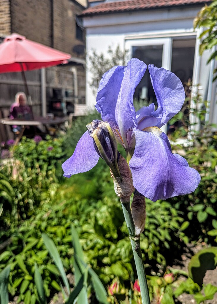 Iris time  by boxplayer