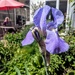 Iris time 
