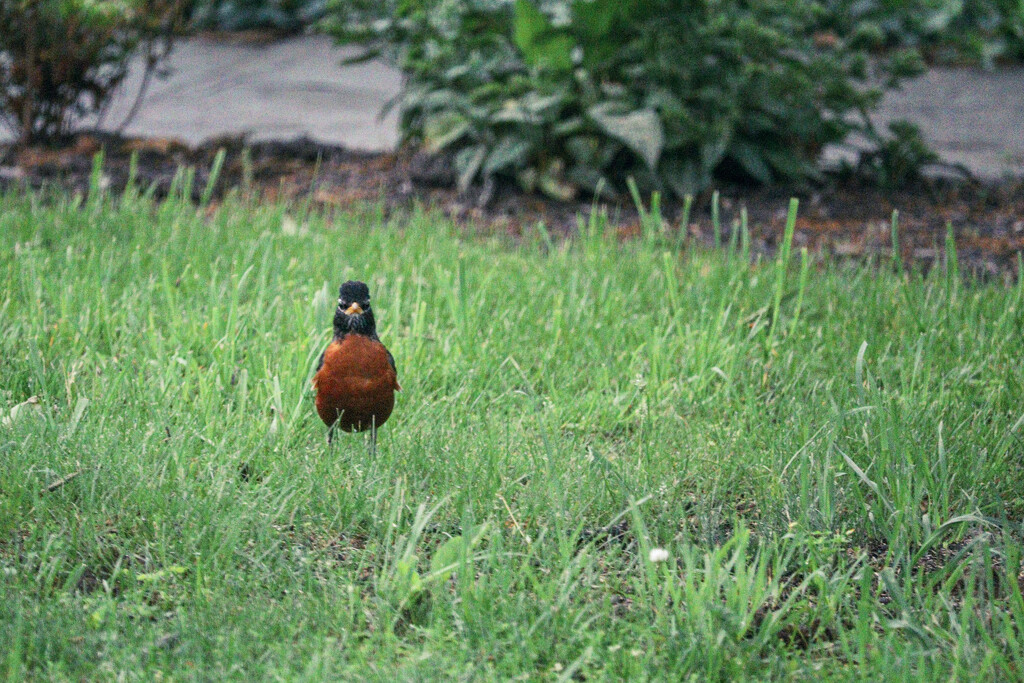 Mad Robin by librarymom